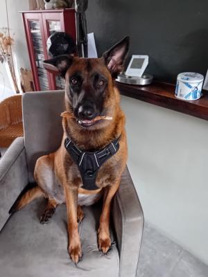 Koda
