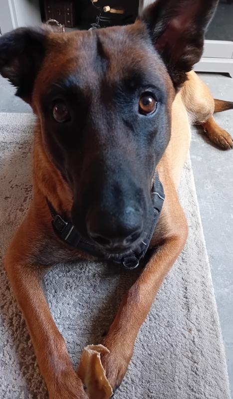 Koda