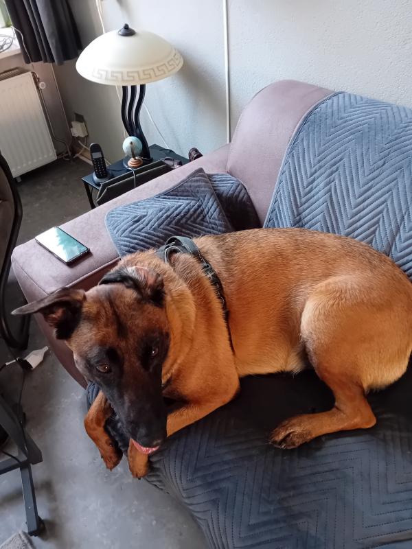 Koda