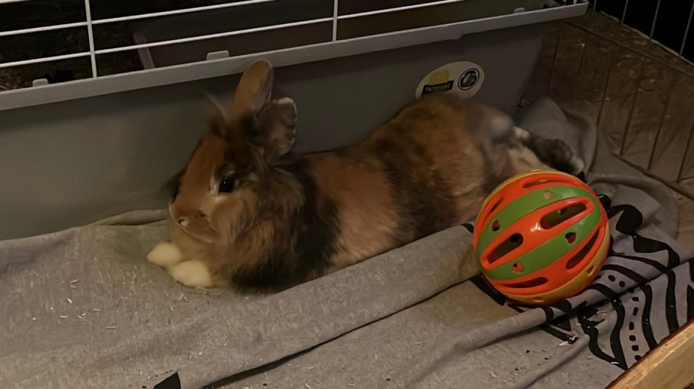 Dobby