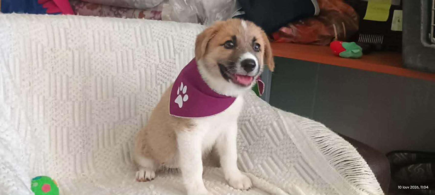 Elena