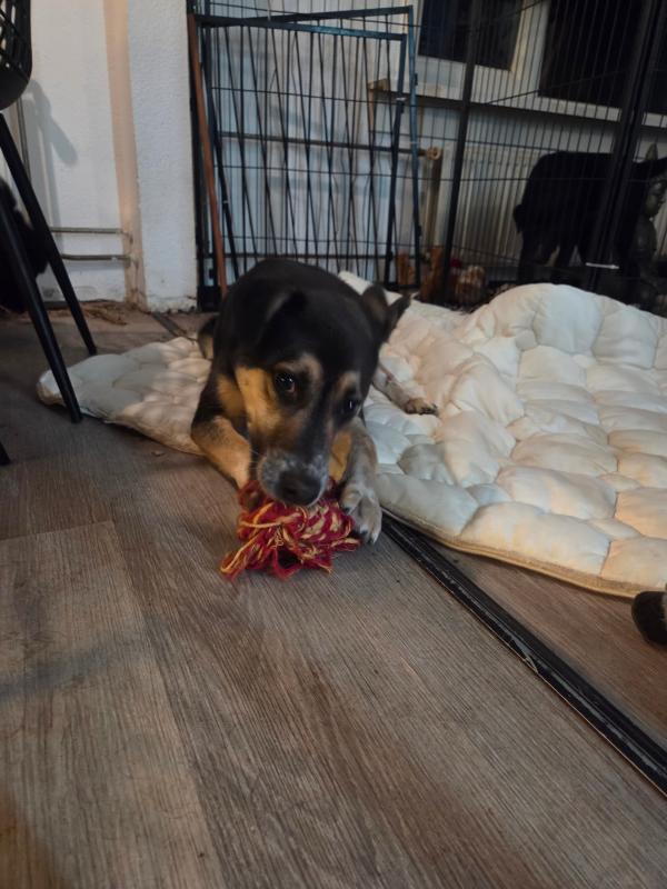 Django