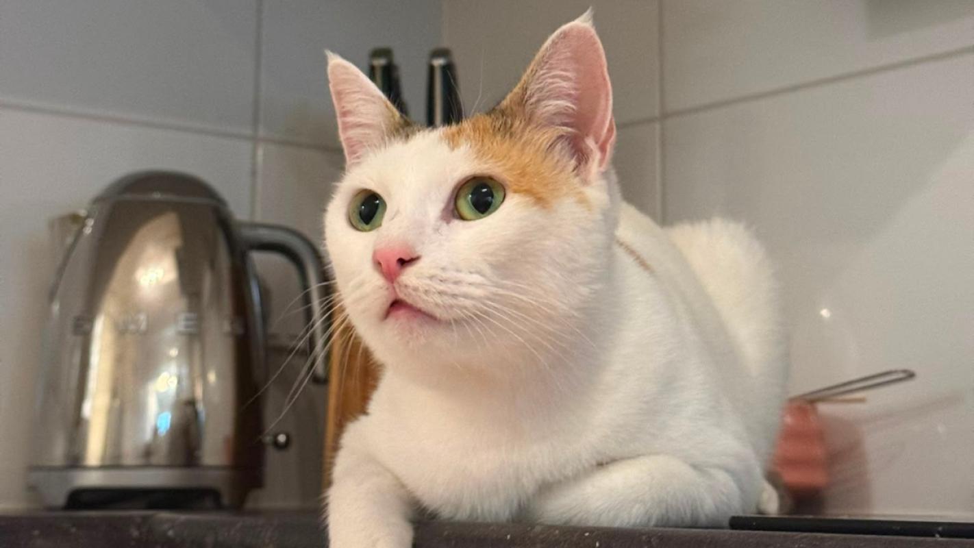 Mimi