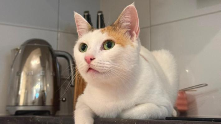 Mimi