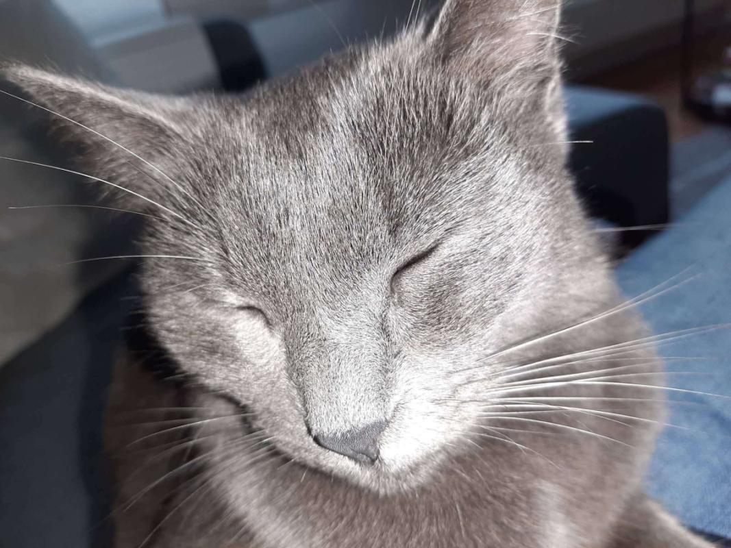 Kira