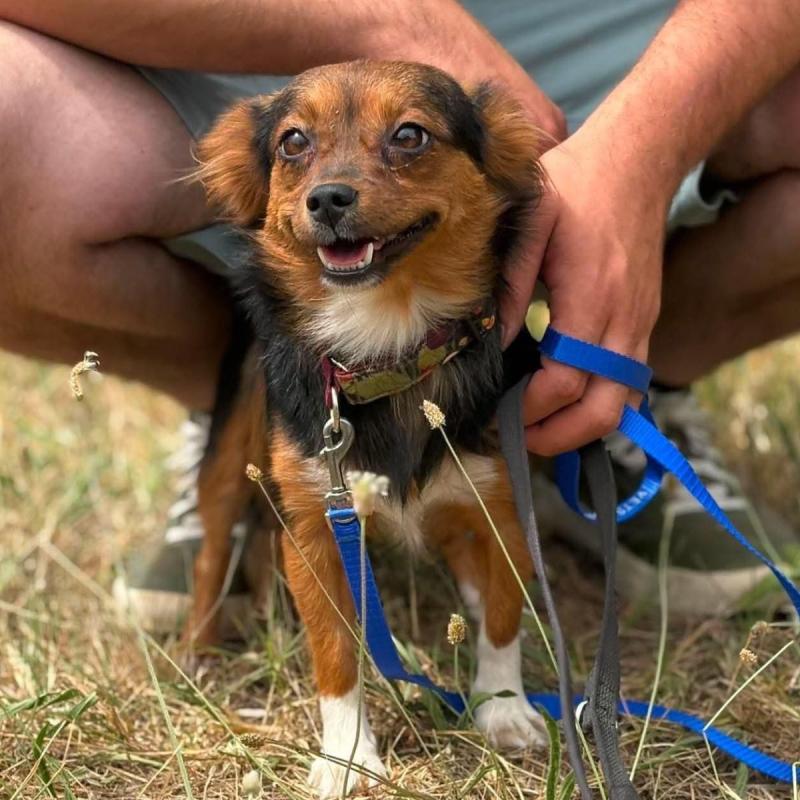 Lulu