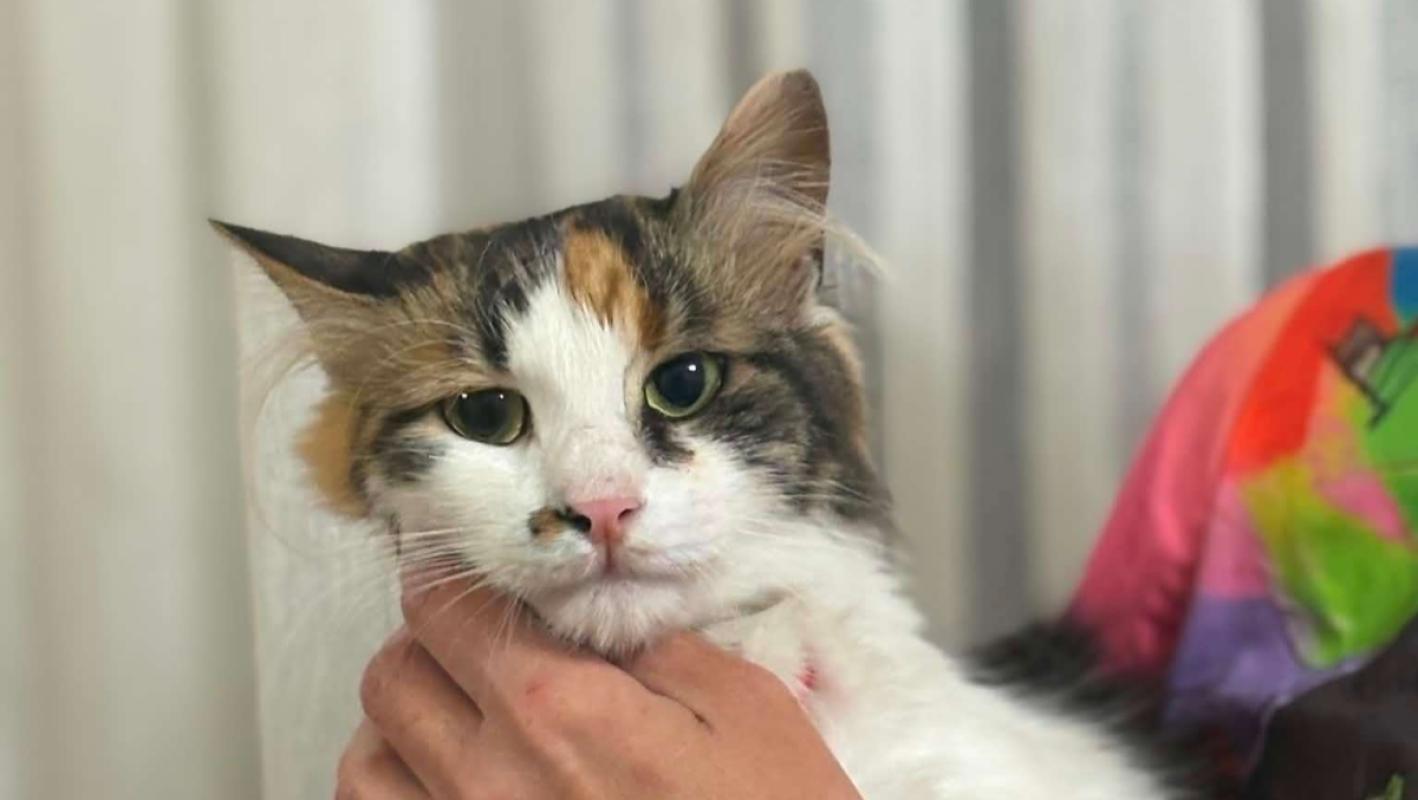 Maya