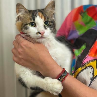 Maya