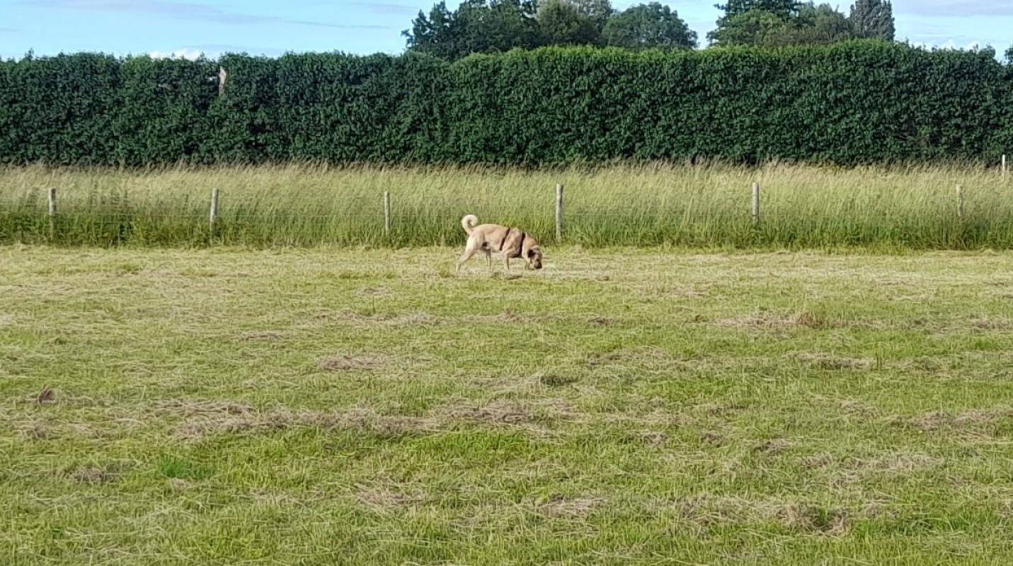 Aslan