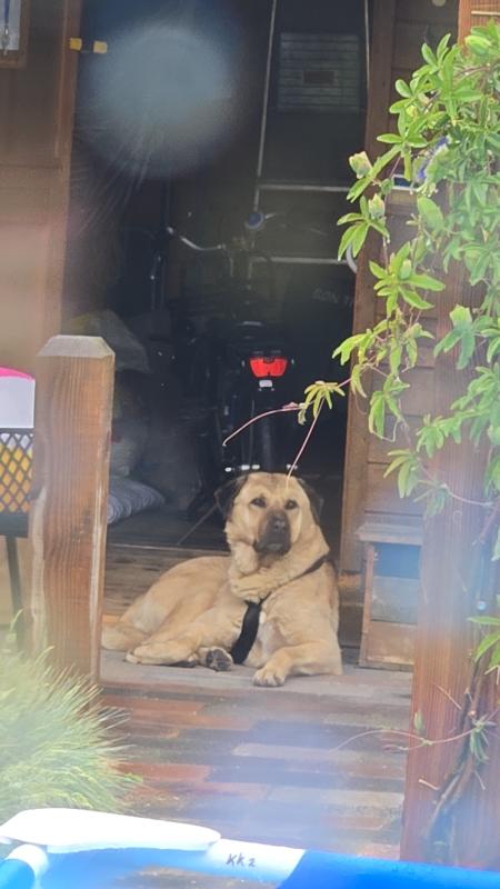 Aslan