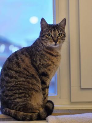 Muezza