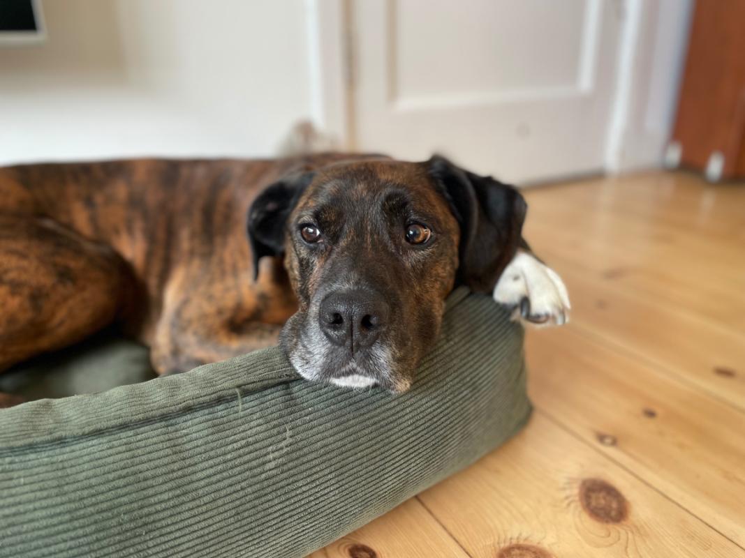 Diesel