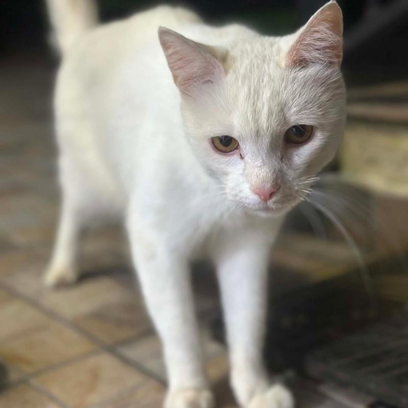 Mikhail