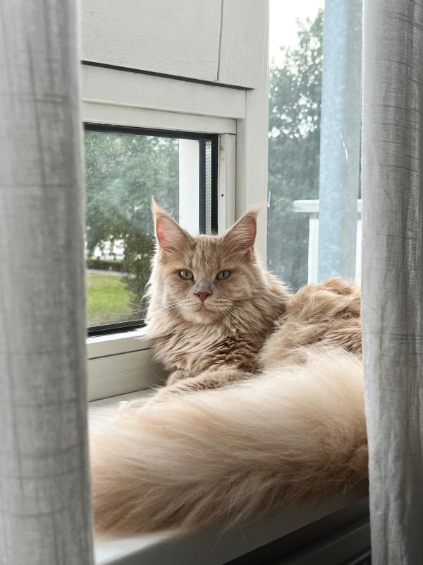 Guusje