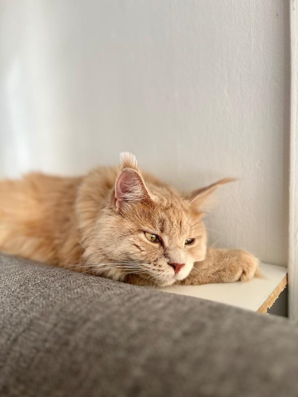 Guusje