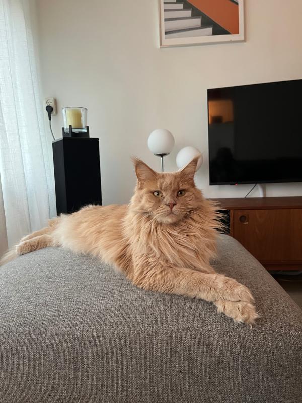 Guusje