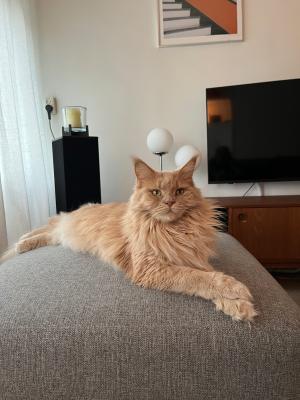 Guusje
