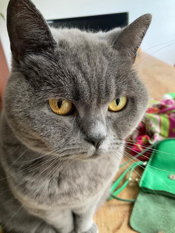 Pumba