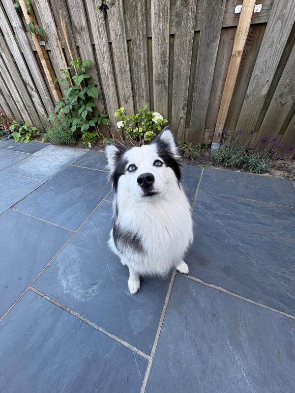 Keesje