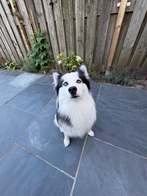 Keesje