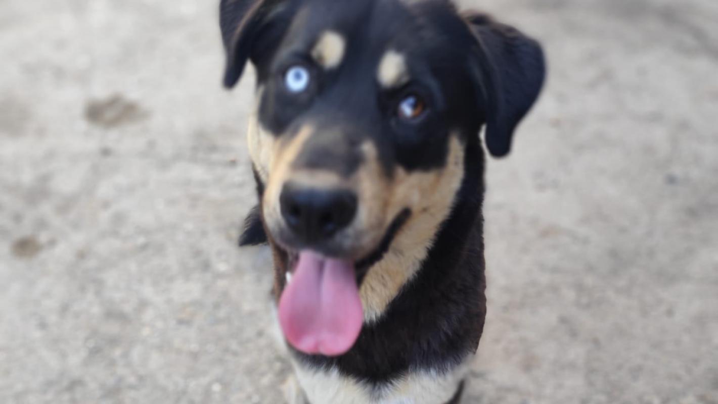 Oscar