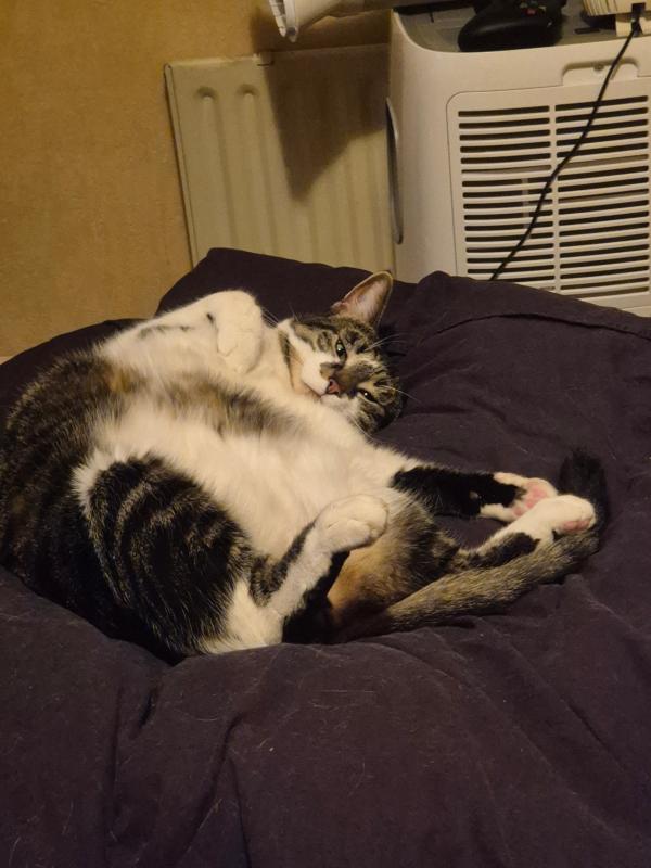 Mozzarella