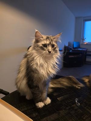 Saartje