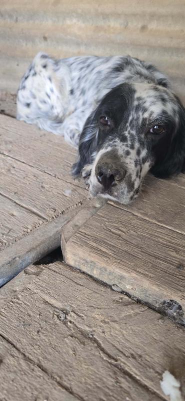 Benny