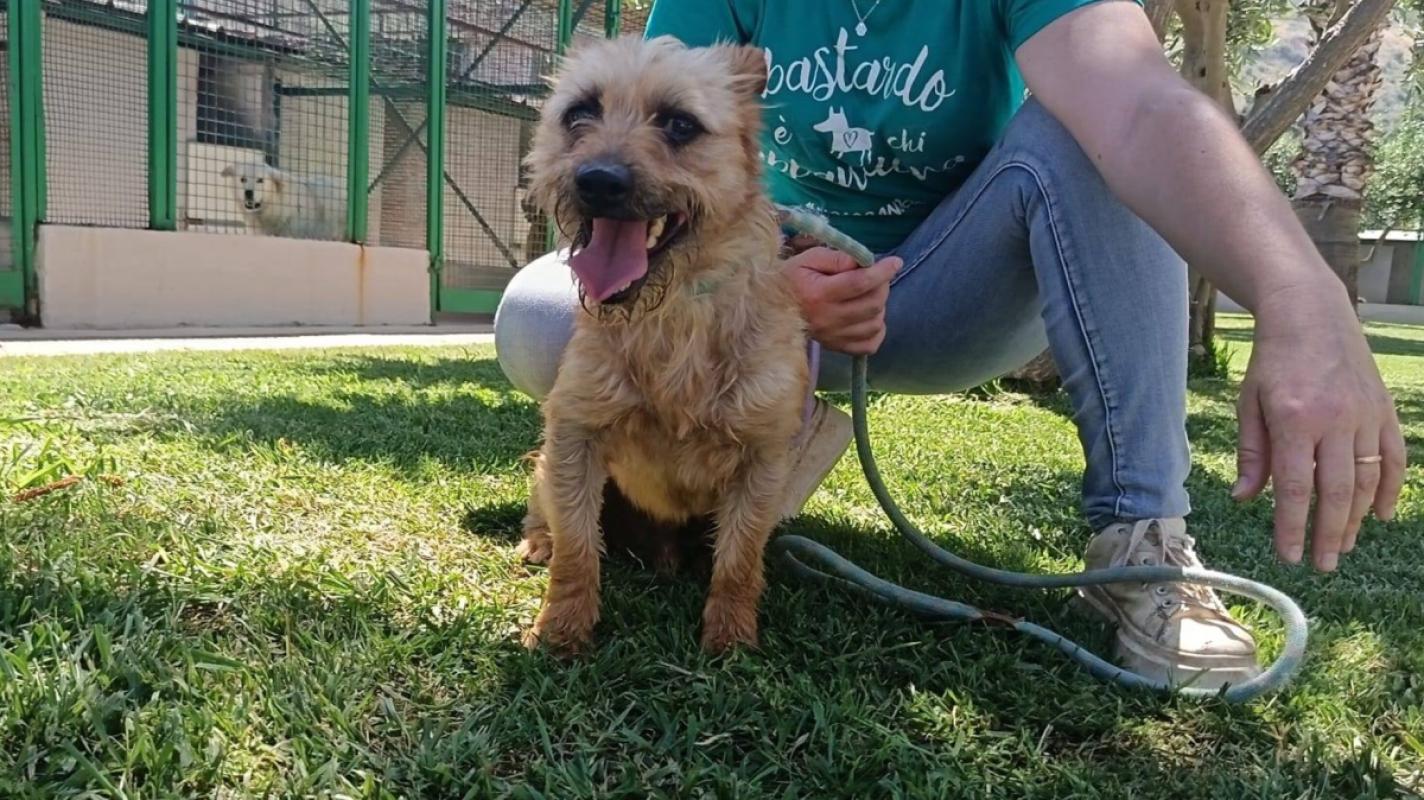 Ciro