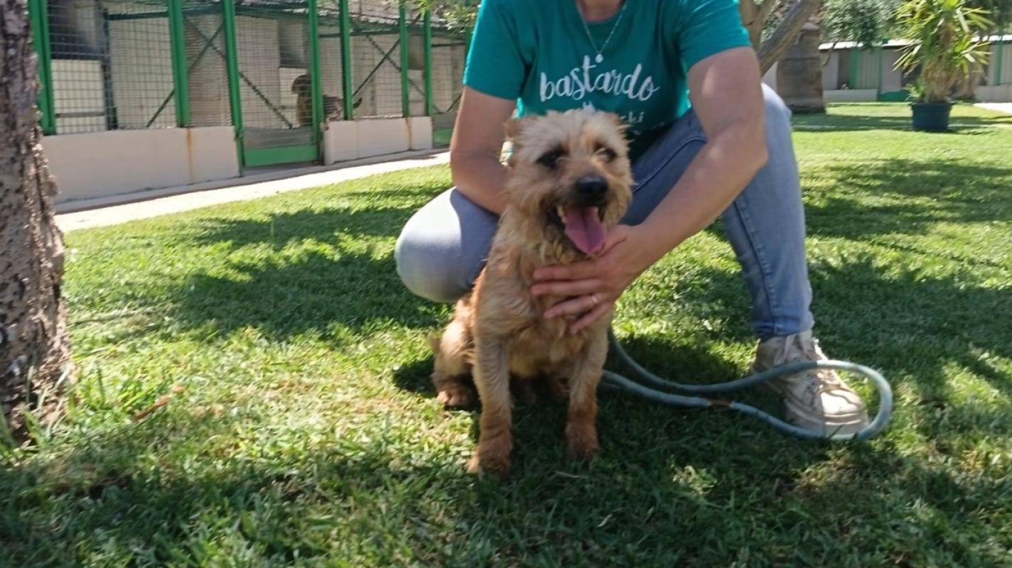 Ciro