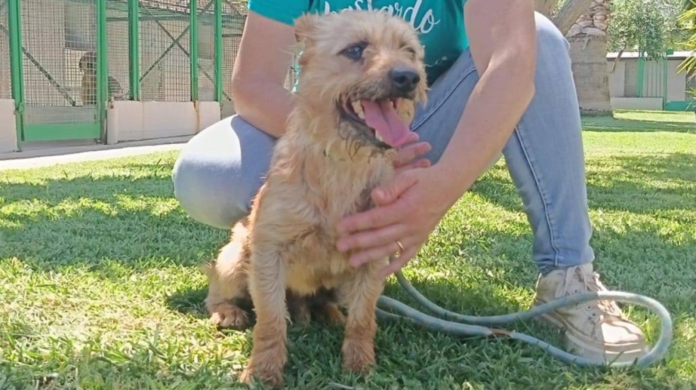 Ciro