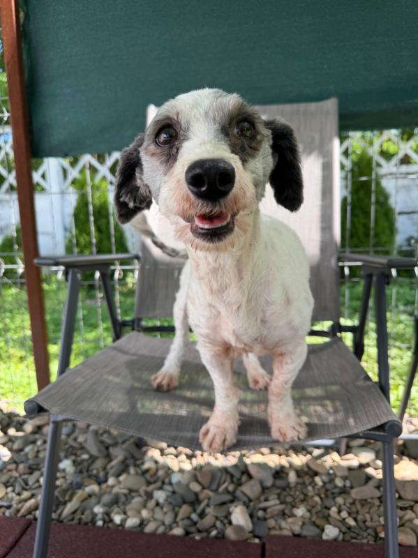 Pepper