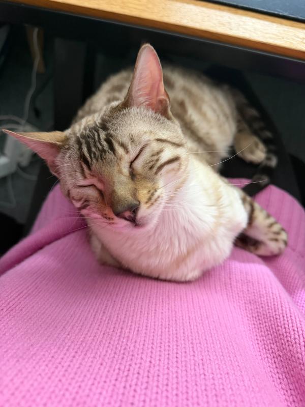 Yuki