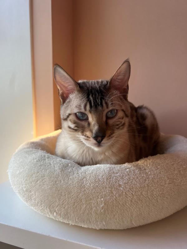 Yuki