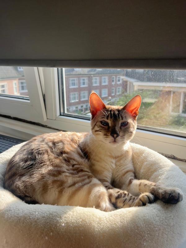 Yuki