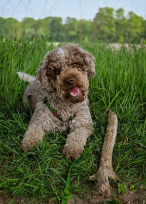 Taro