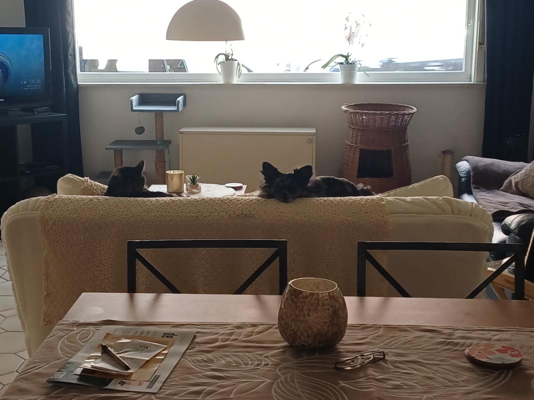 Gismo
