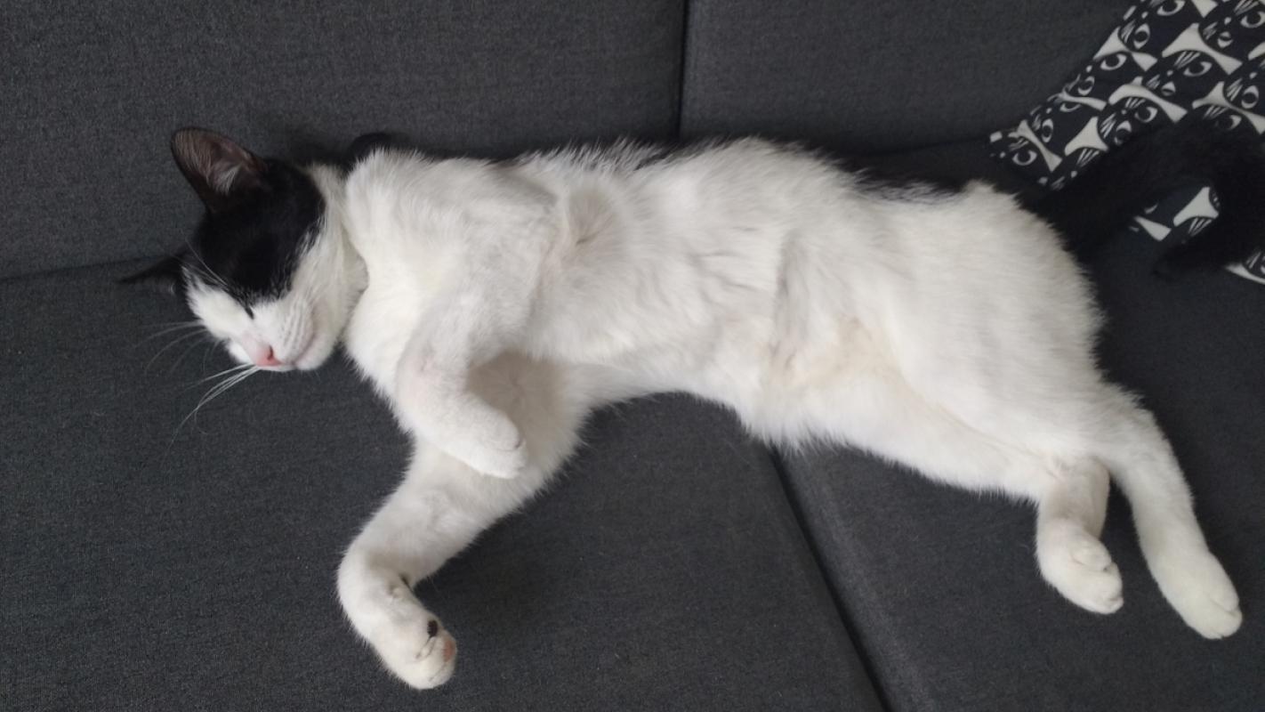 Kikker
