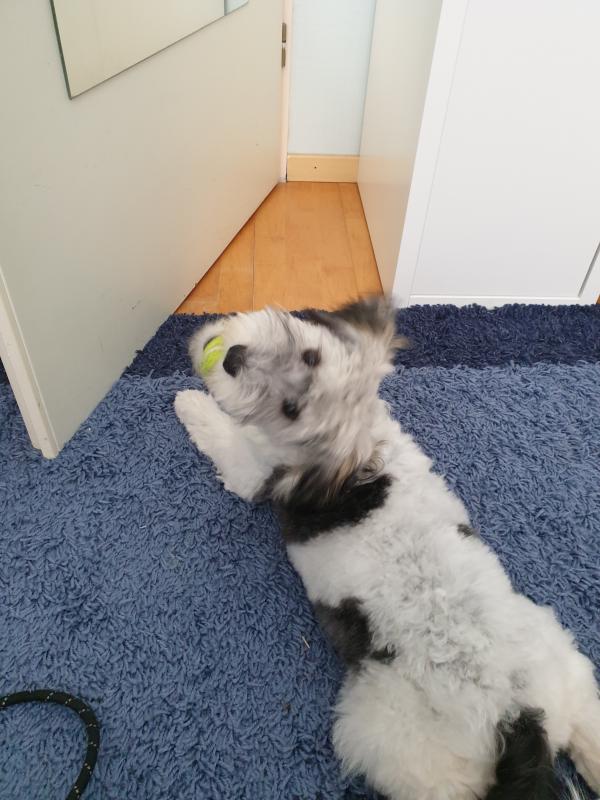 Bobby