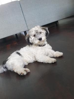 Bobby