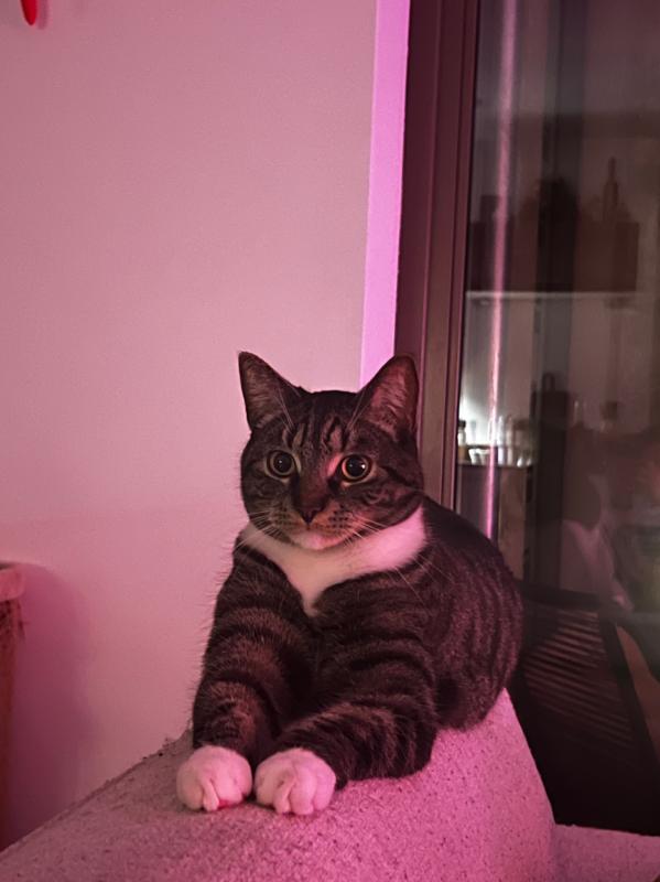 Mochi