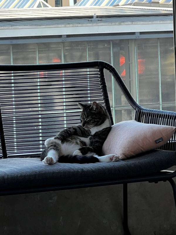 Mochi
