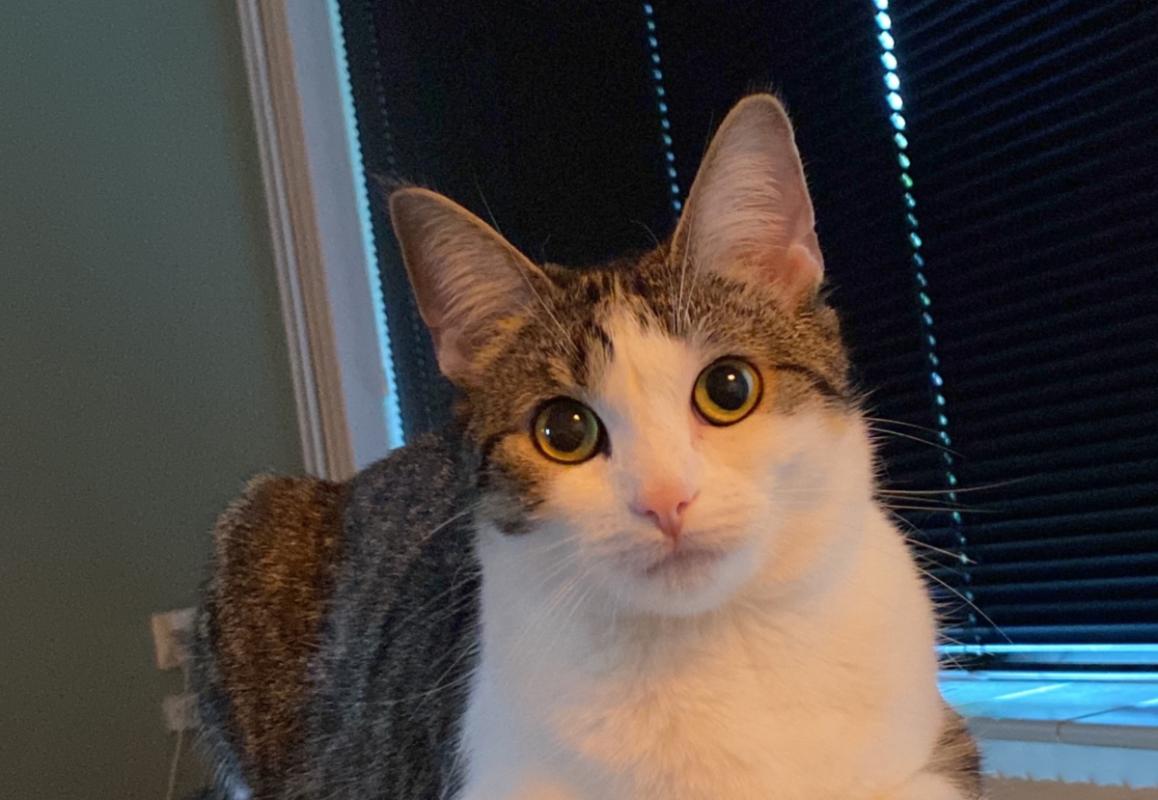 Lila