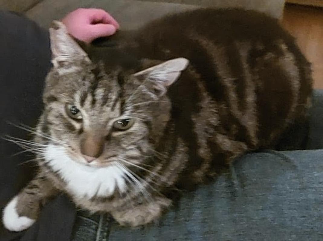 Dorus