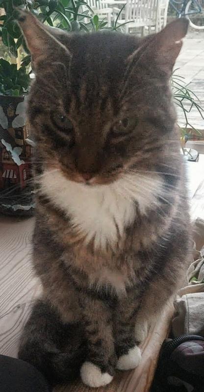 Dorus