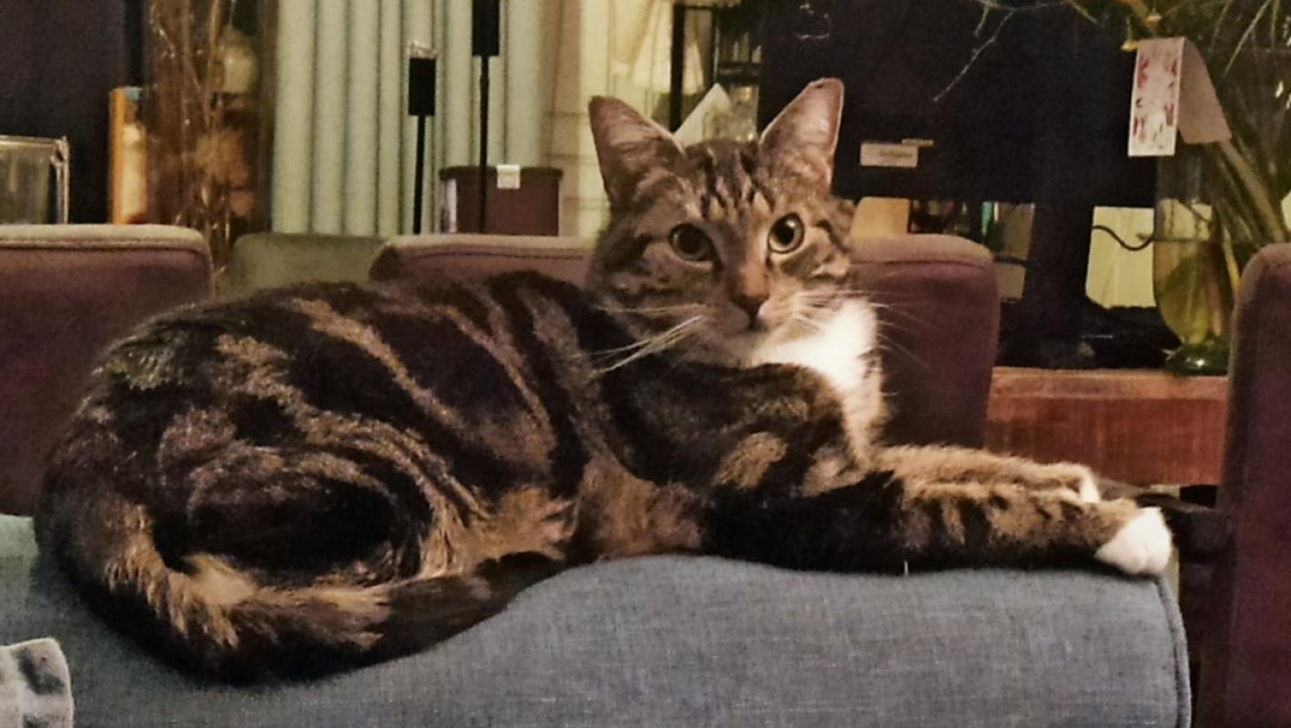 Dorus
