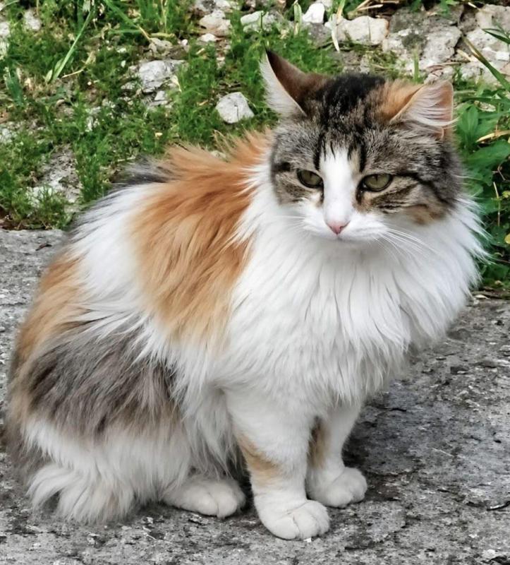 Matsi