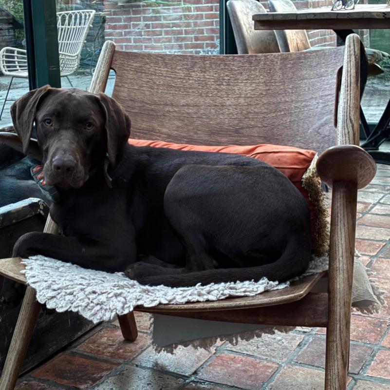 Bo