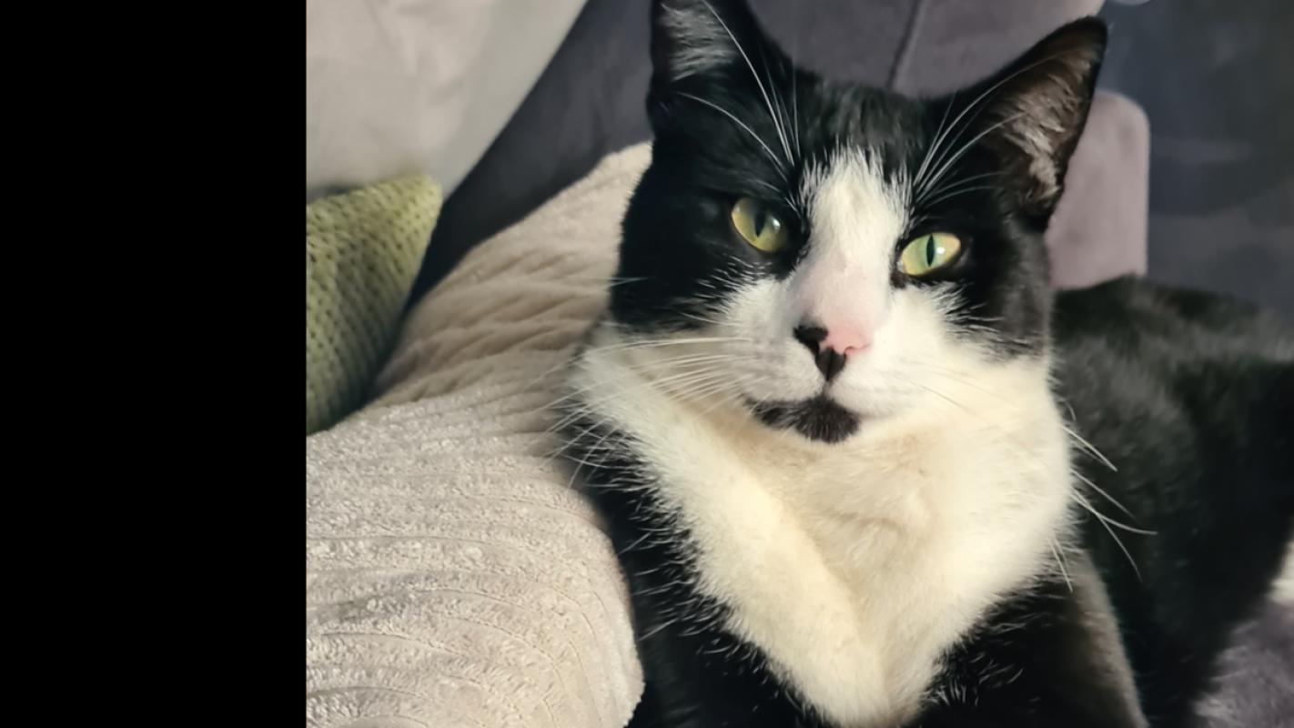 Benji