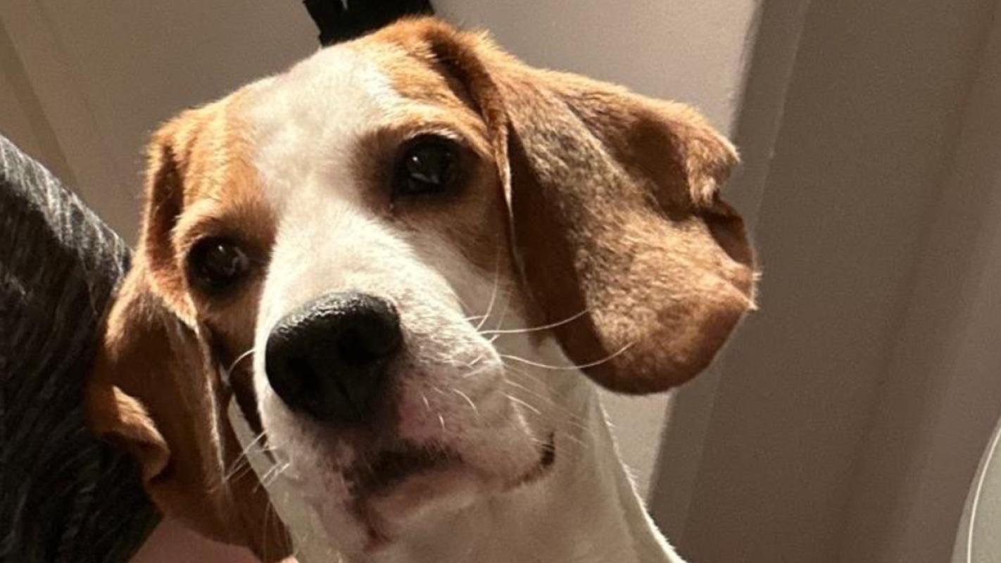Benji